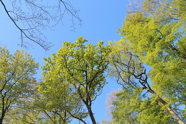 trees with fresh leaves