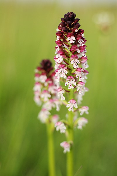 Neotinea ustulata (burnt-tip orchid)