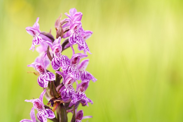 Blhendes Knabenkraut auf einer Feuchtwiese (einheimische Orchidee)