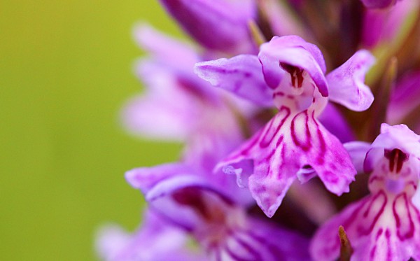 Orchideenblte Detail