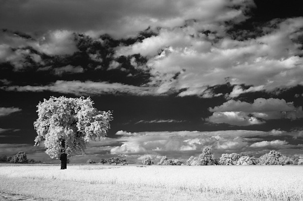 infrared photograph tree and clouds
