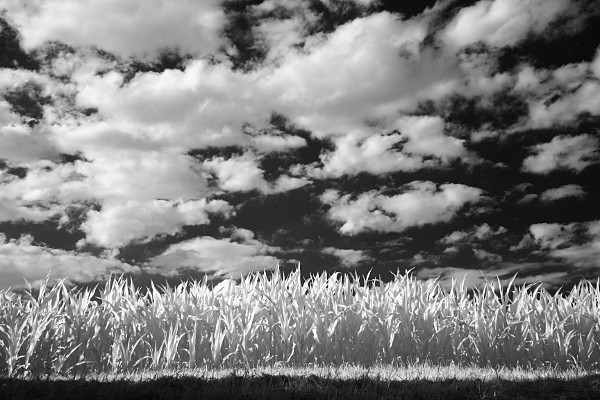 cornfield infrared