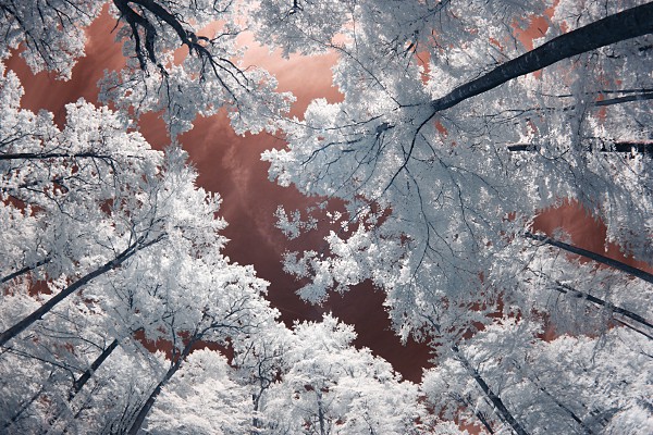 trees in a forest in infrared