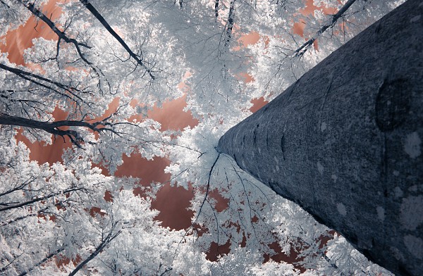 tree trunk infrared