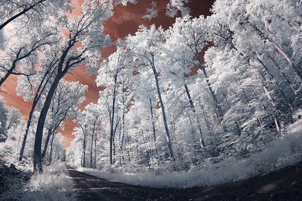 forest infrared