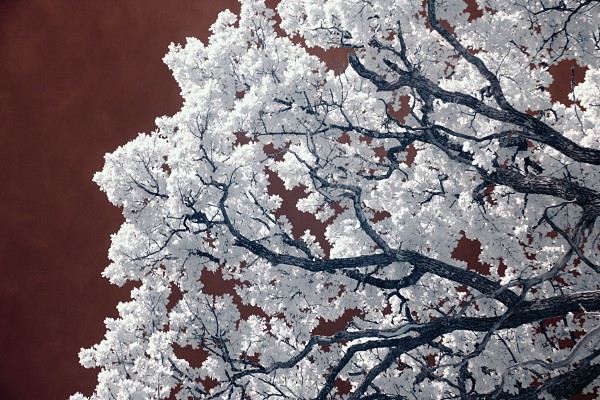 oak tree infrared