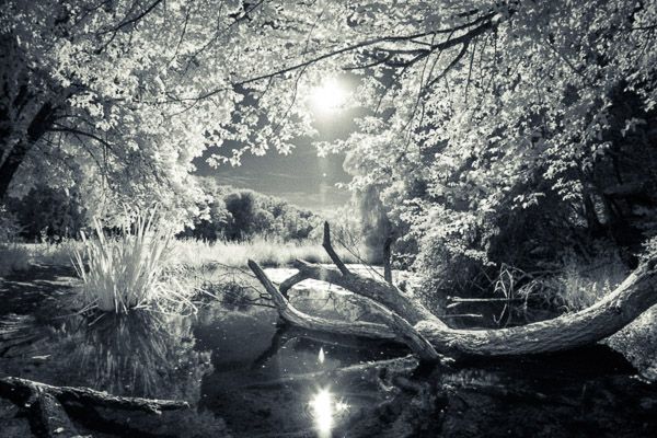 Infrarotbild: Baumstamm im Teich