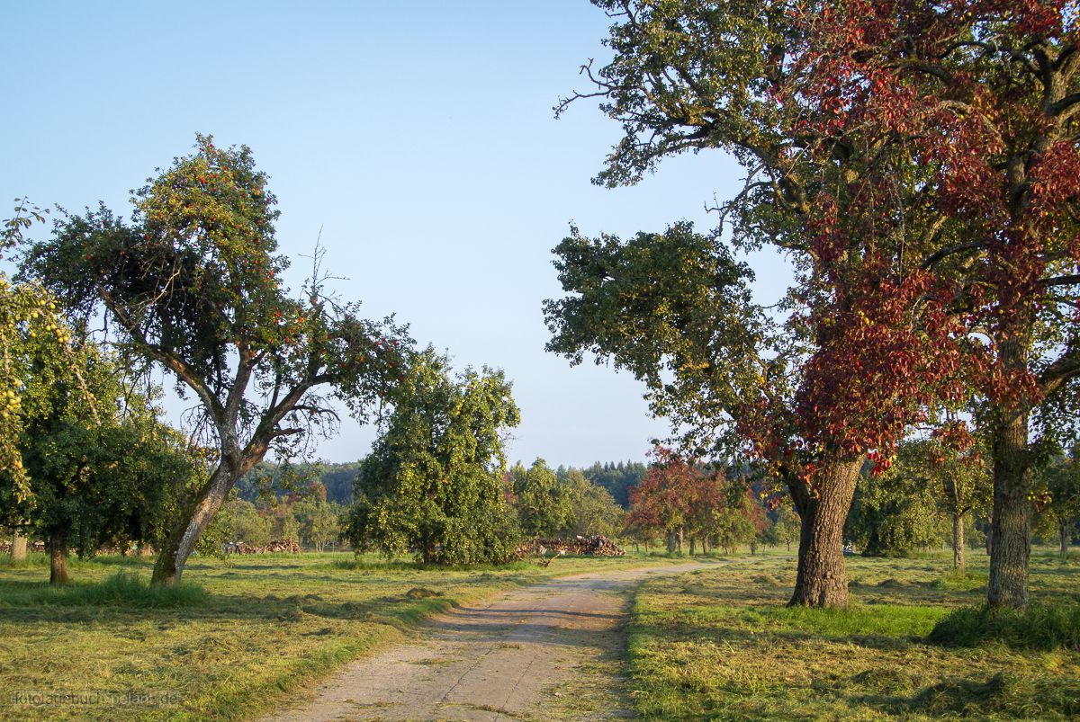 Streuobstwiese im Gewann Brauncker zwischen Dettenhausen und Waldenbuch mit beginnender Herbstfrbung