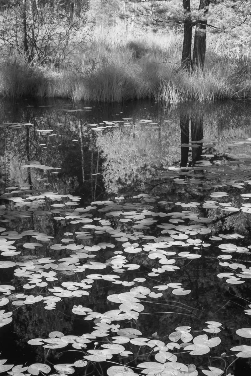 Infrared photograph, lake with water lily leaves
