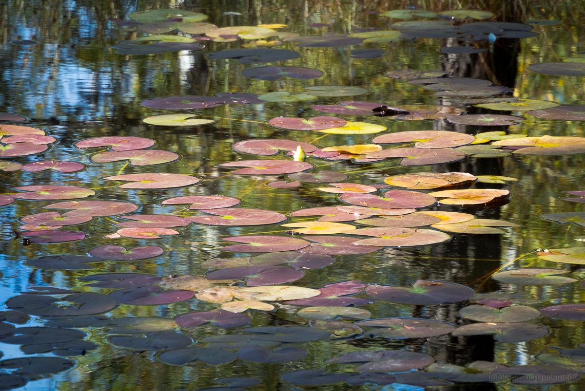 water lily leaves on Birkensee with reflections