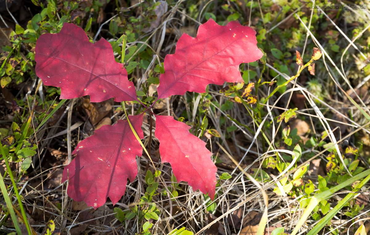 red autumn leaves of an young oak