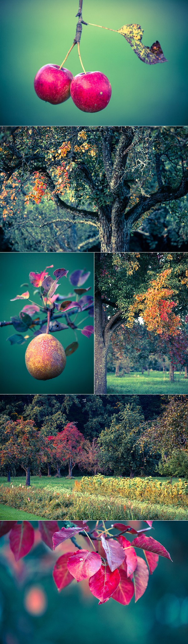 autumn colours collage, digital cross processed, orchard fruit trees, apple and pear