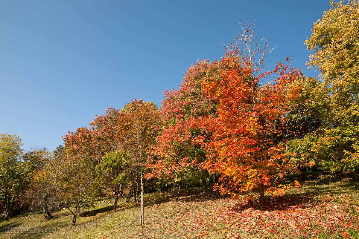 Farbenfrohes Herbstlaub im Botanischen Garten Tbingen