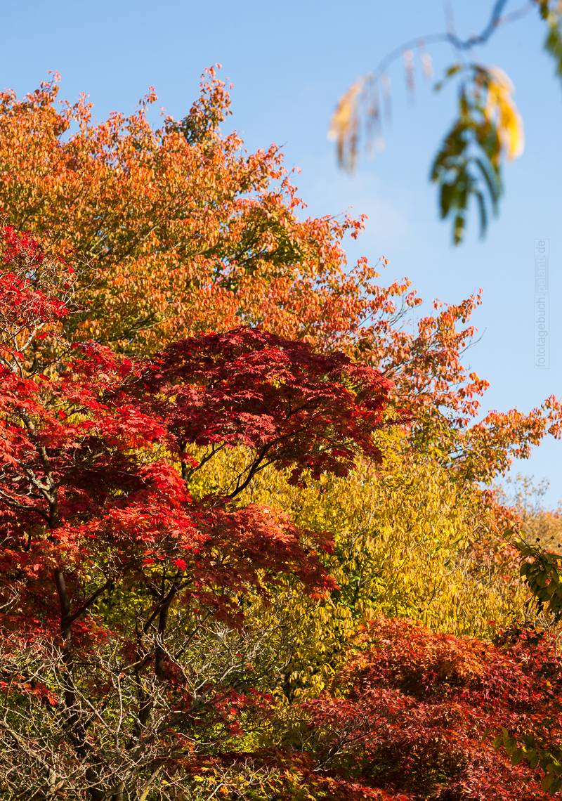 colourful autumn foliage