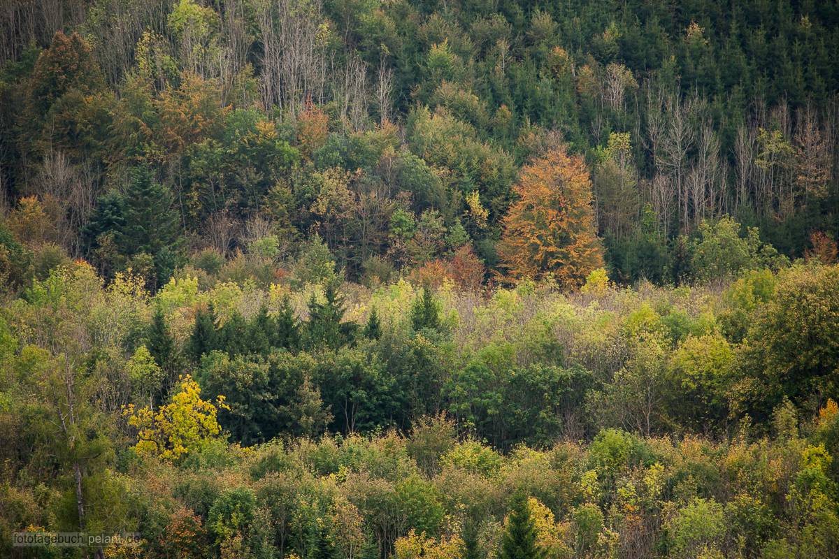 Wald in Herbstfarben am Albtrauf