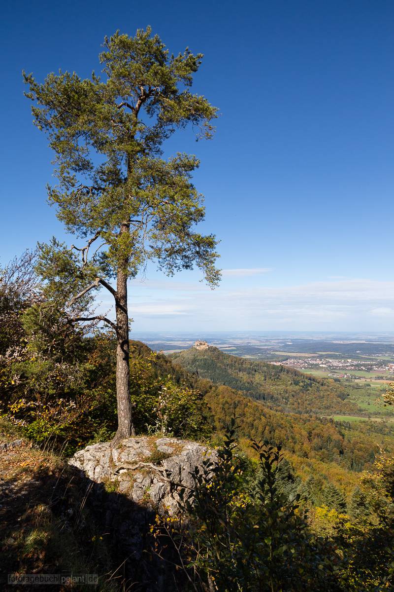 Kiefer auf einem Felsen am Albtrauf mit Blick zur Burg Hohenzollern