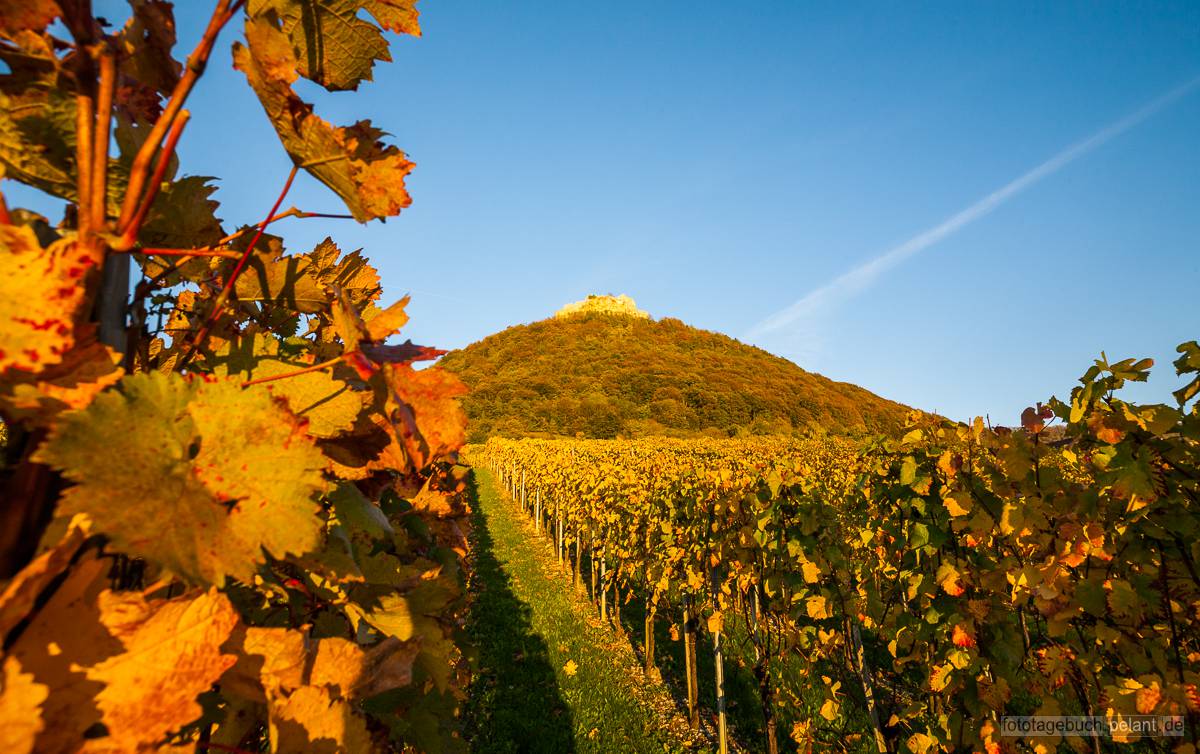 Hohenneuffen castle ruin and vineyard