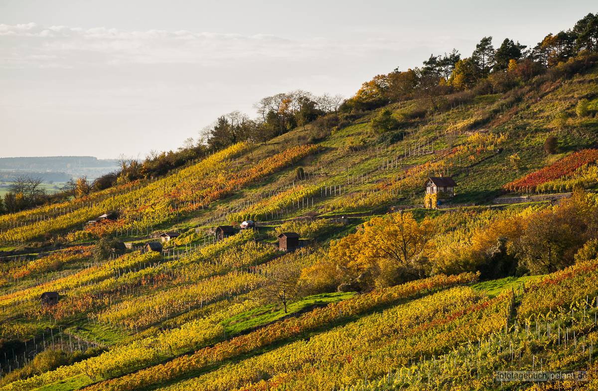 Unterjesinger Weinberg im Herbst