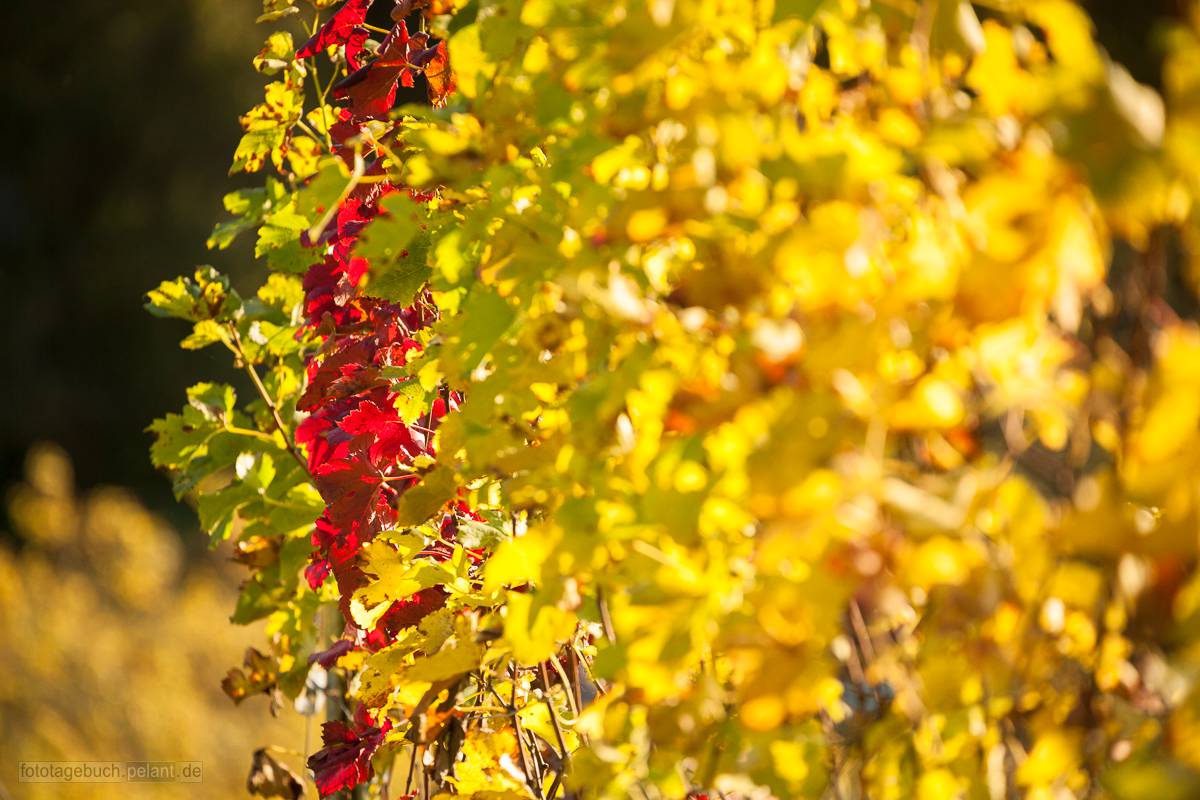 colourful foliage