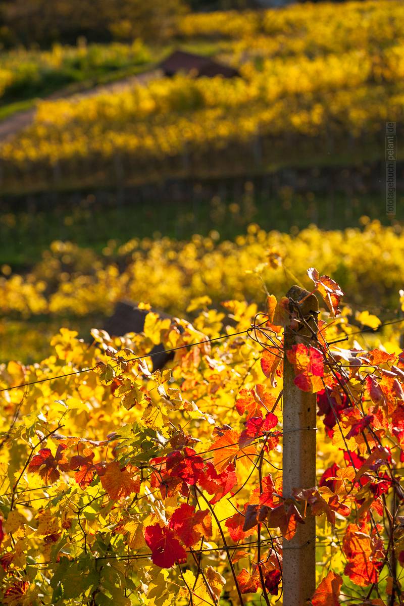Weinlaub im Herbst