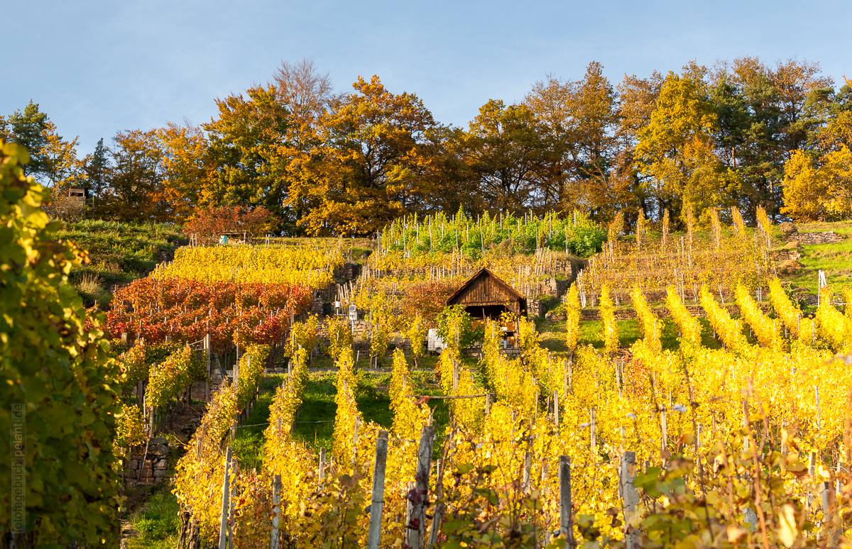 vineyards in autumn