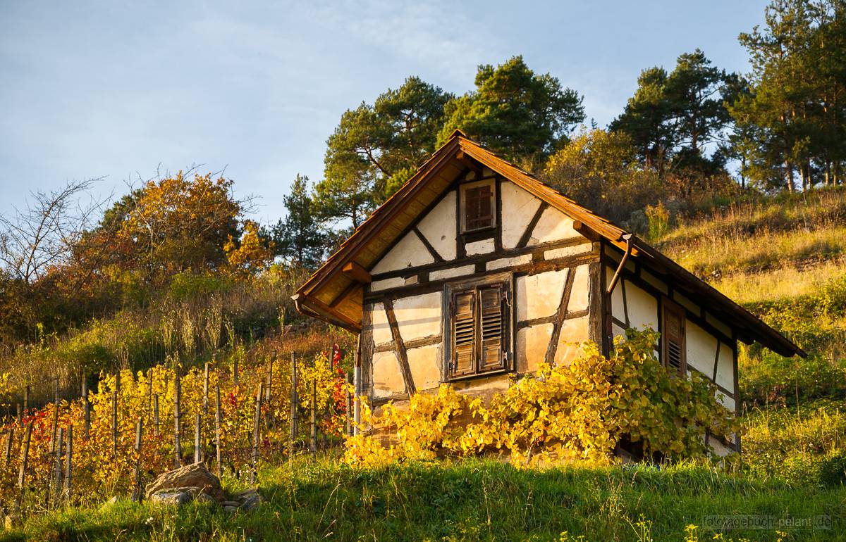 Htte in den herbstlichen Weinbergen