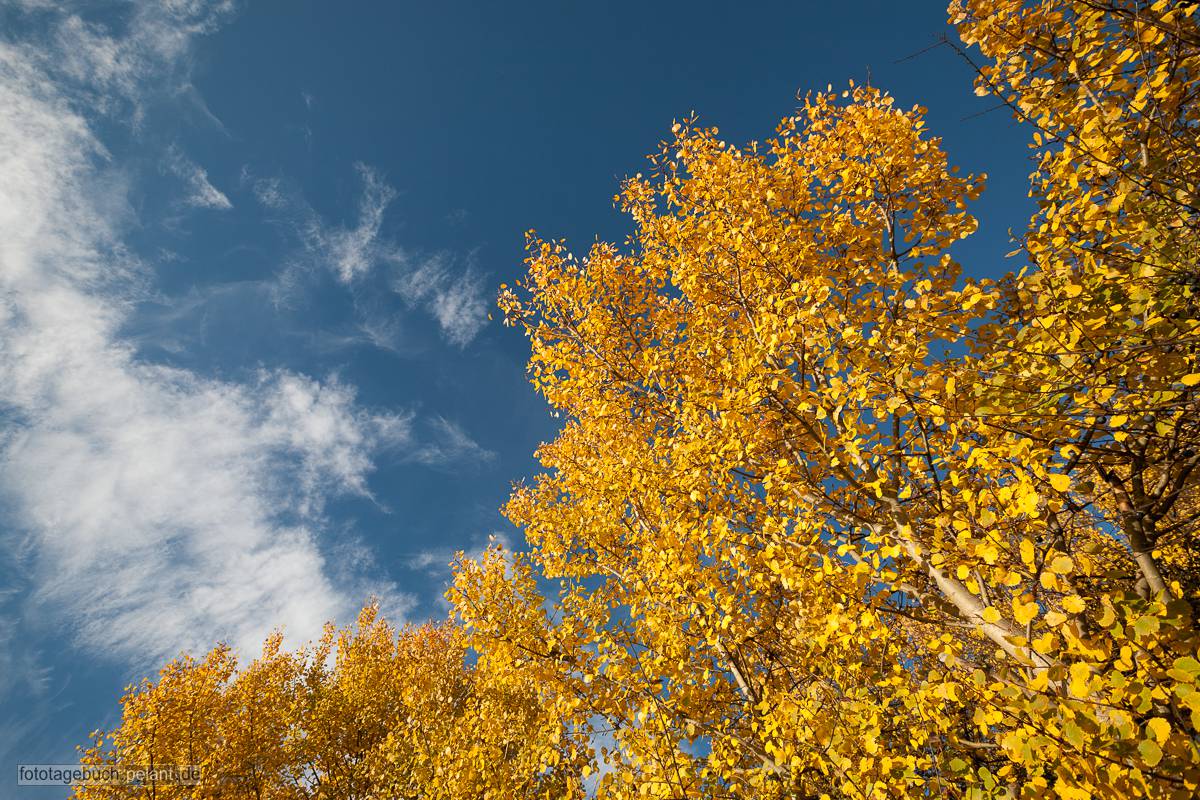 Zitterpappel (Populus tremula) - goldgelb leuchtendes Herbstlaub gegen blauen Himmel