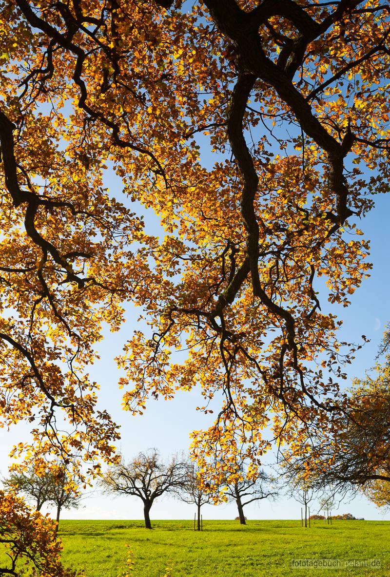 Sulzeiche autumn oak foliage