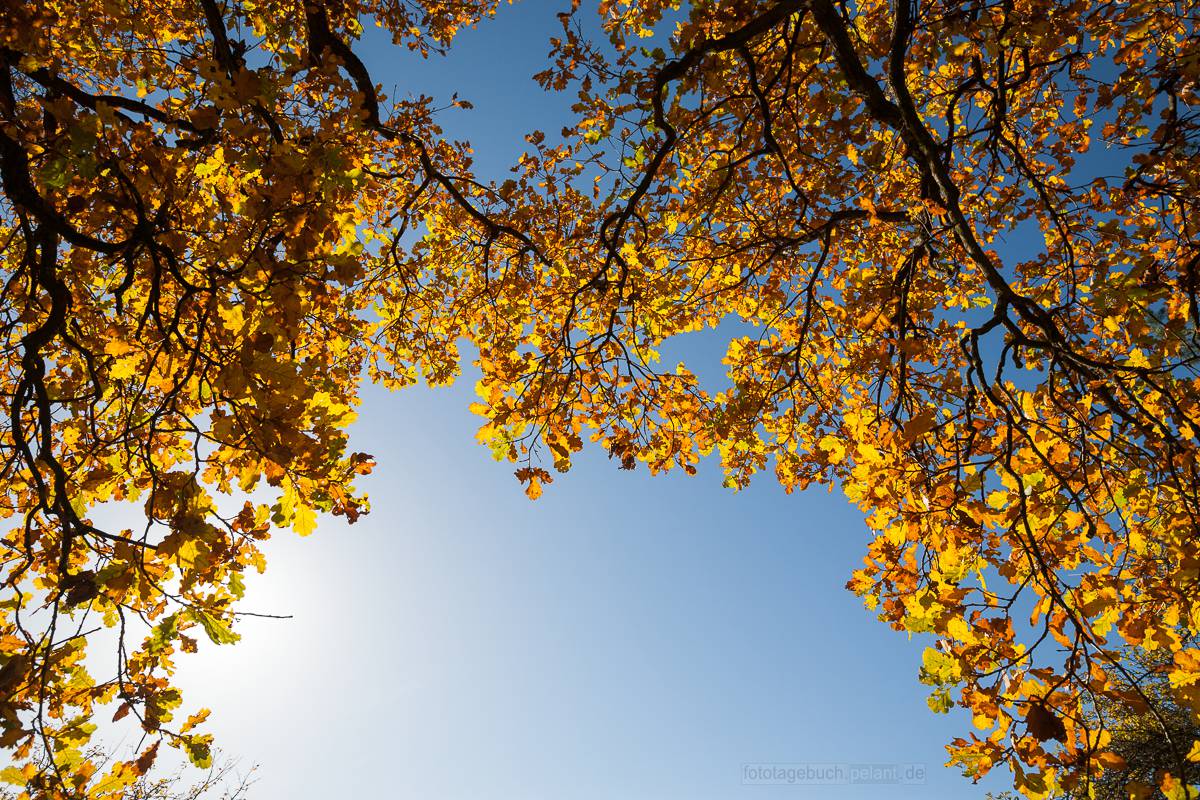 oak autumn foliage against blue sky