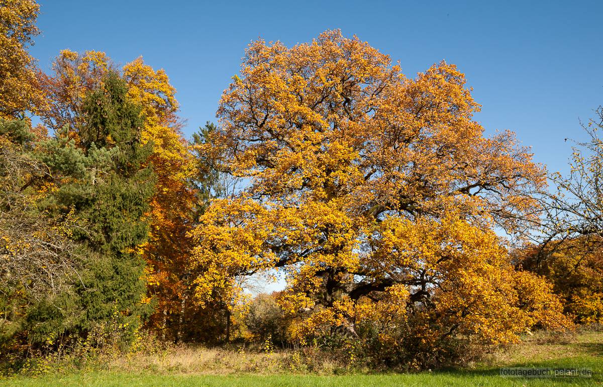 Sulzeiche (am Schnbuch-Waldrand bei Walddorfhslach) im Herbst