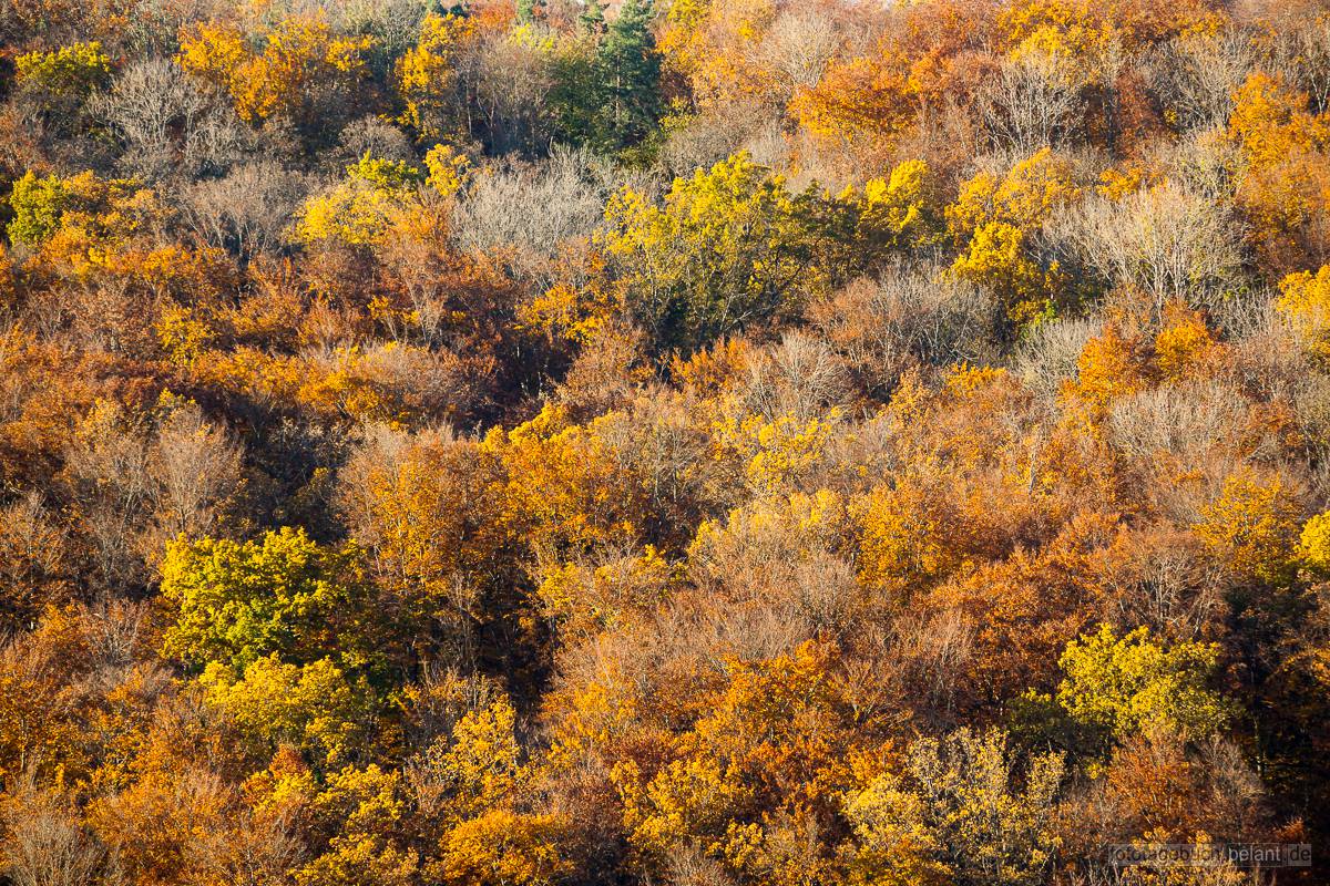 Schnbuch bei Bebenhausen (Mischwald) in krftigen Herbstfarben