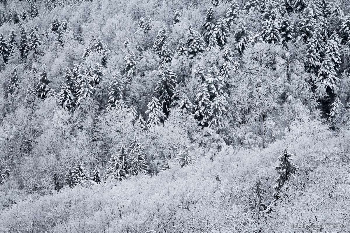 forest with hoarfrost at the edge of the Schwbische Alb