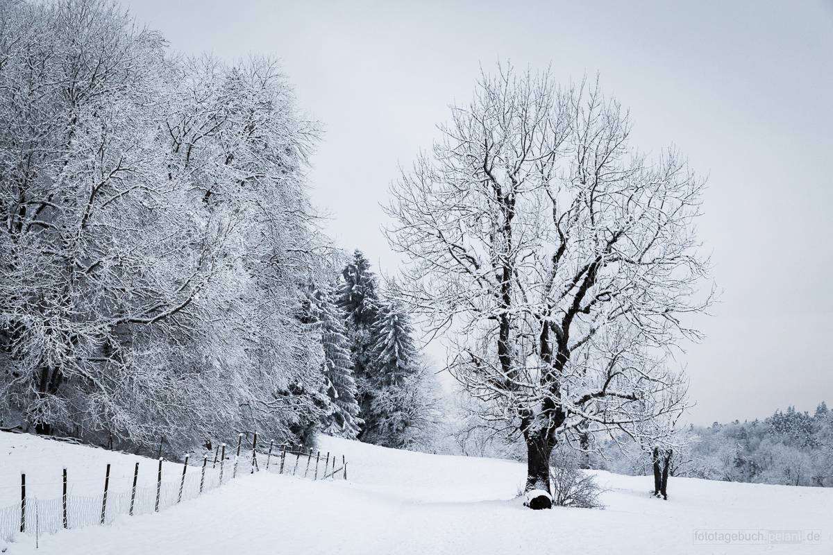 Baum auf der Alb im Winter