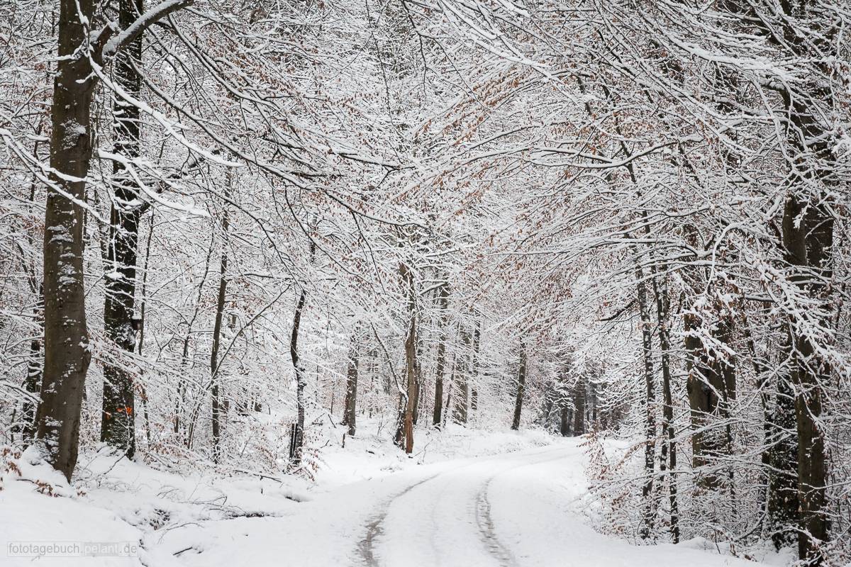 Verschneiter Waldweg im Schnbuch im Winter