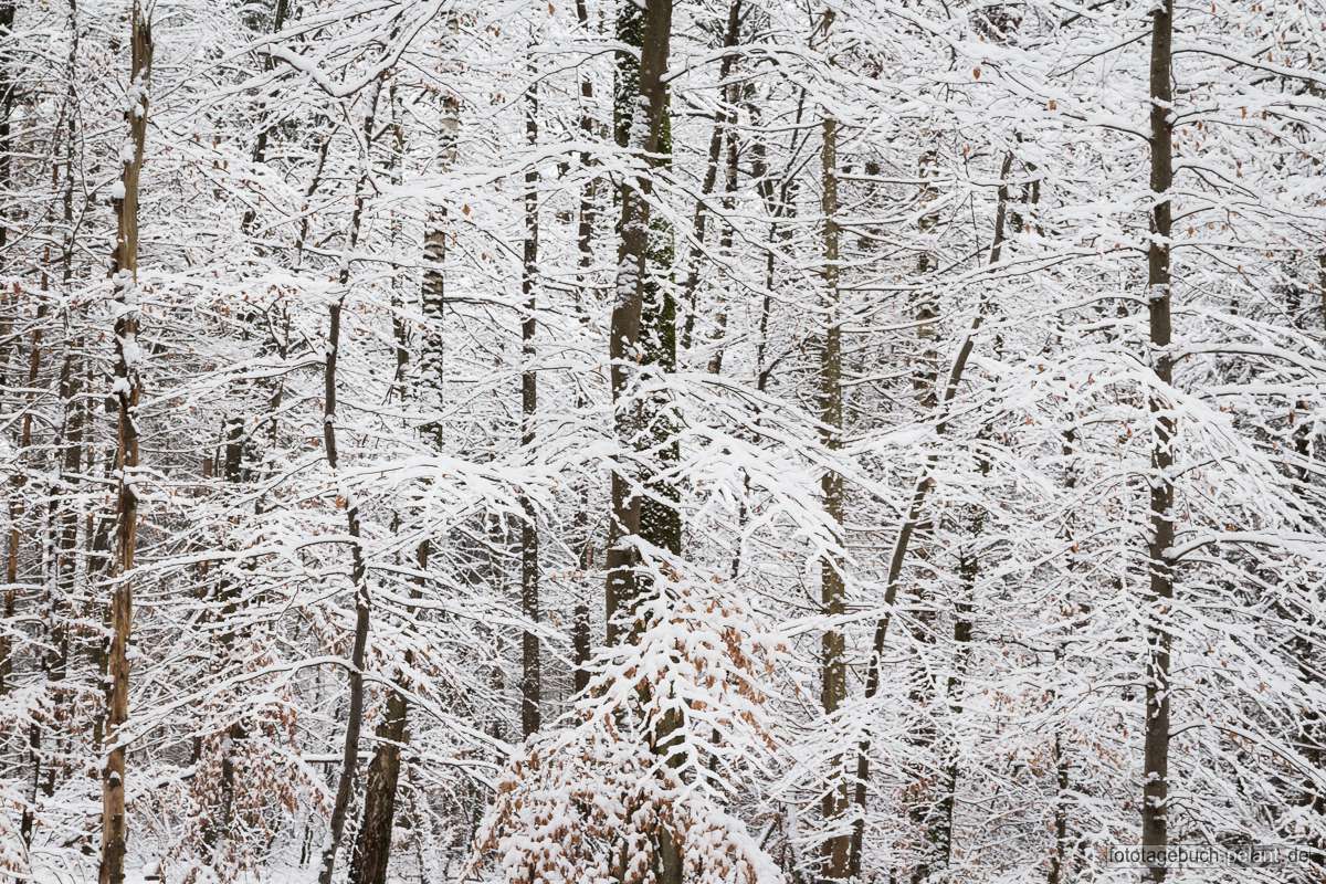 Zweige mit Schnee im Wald im Winter