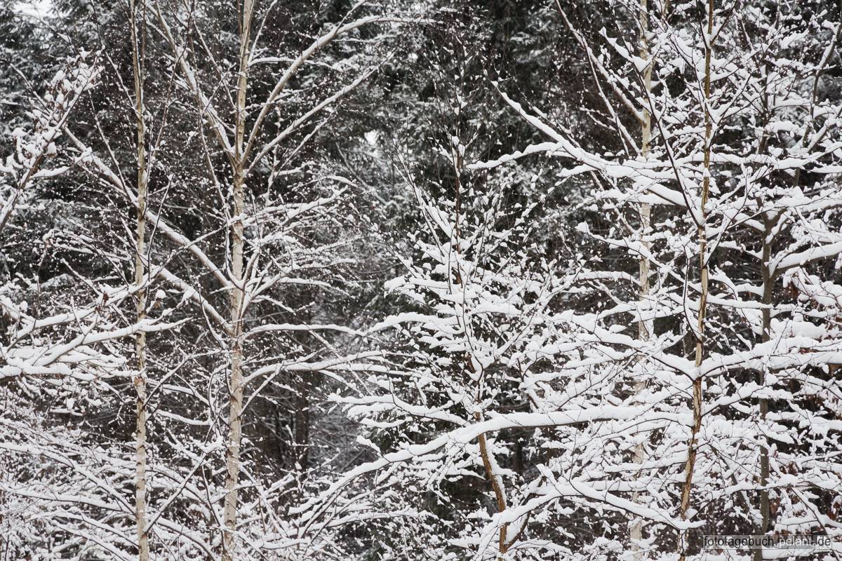Zweige mit Schnee im winterlichen Schnbuch