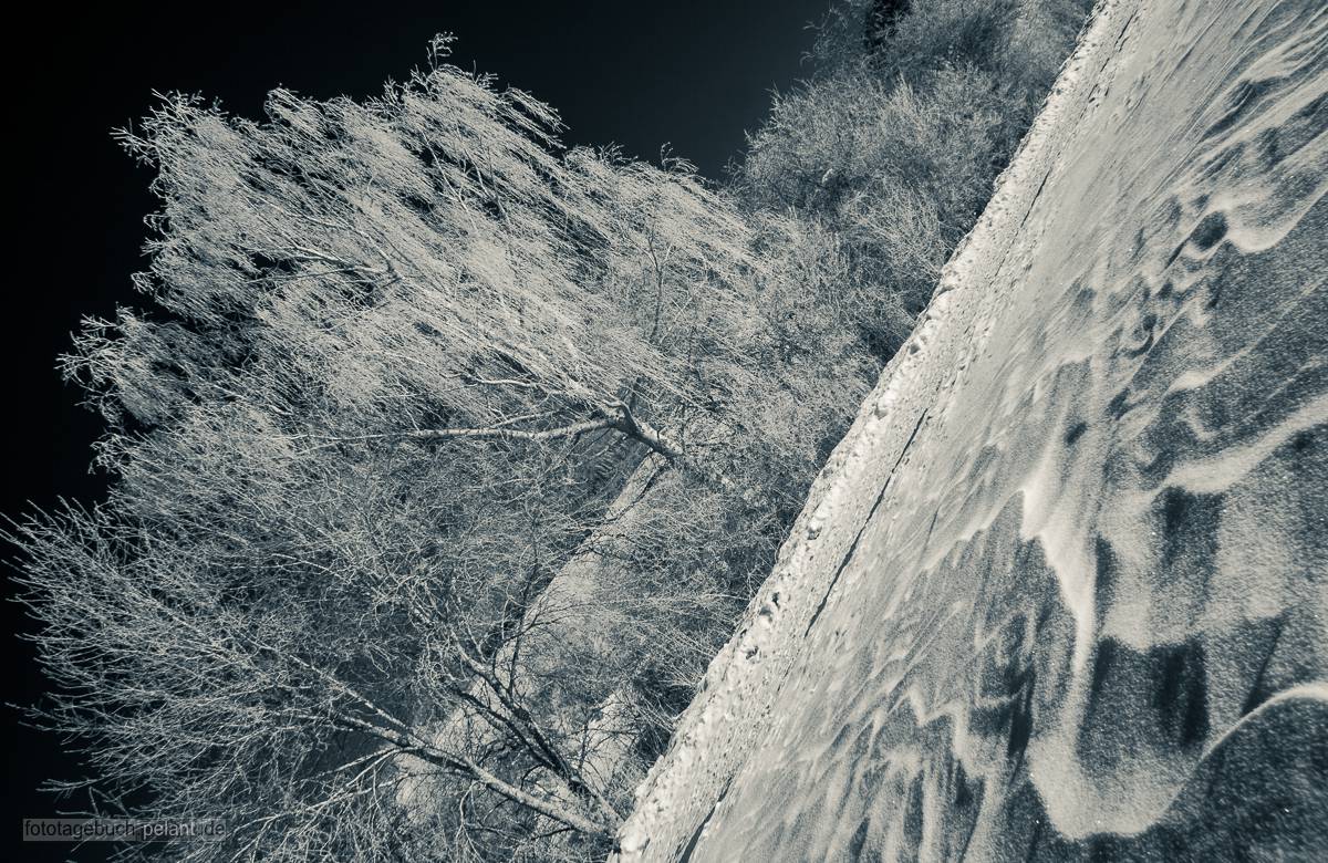 snow and trees