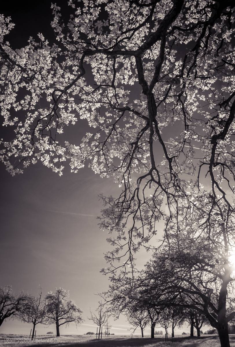 spring branches infrared