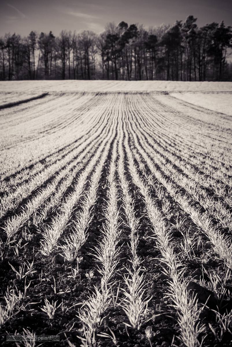 Saatreihen auf einem Getreidefeld in infrarot