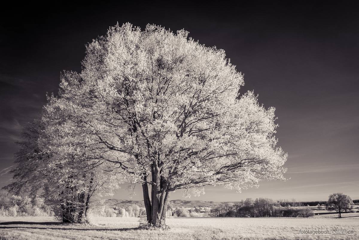 oak tree in infrared
