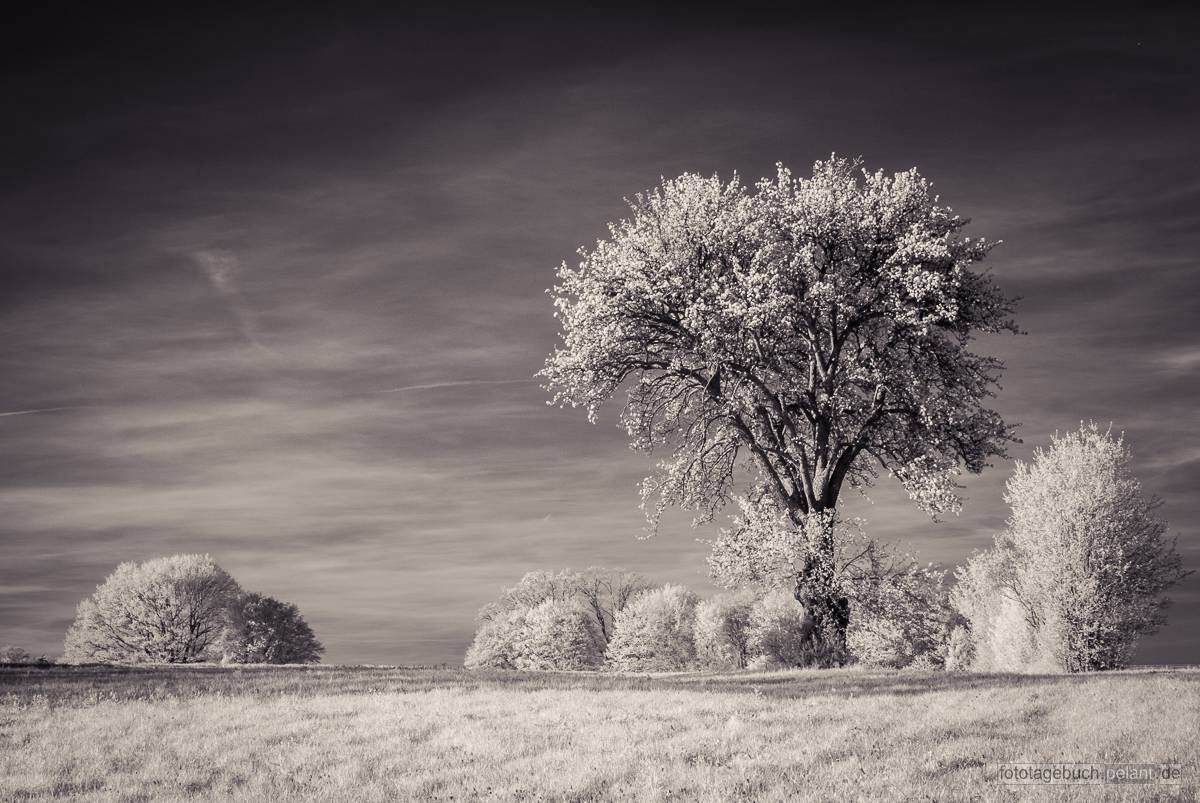 fruit tree in infrared