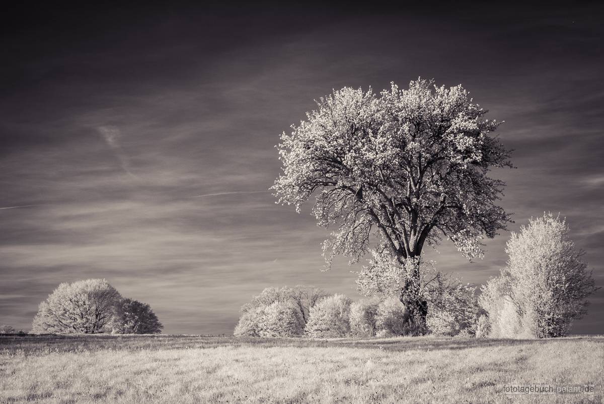 Obstbaum in infrarot