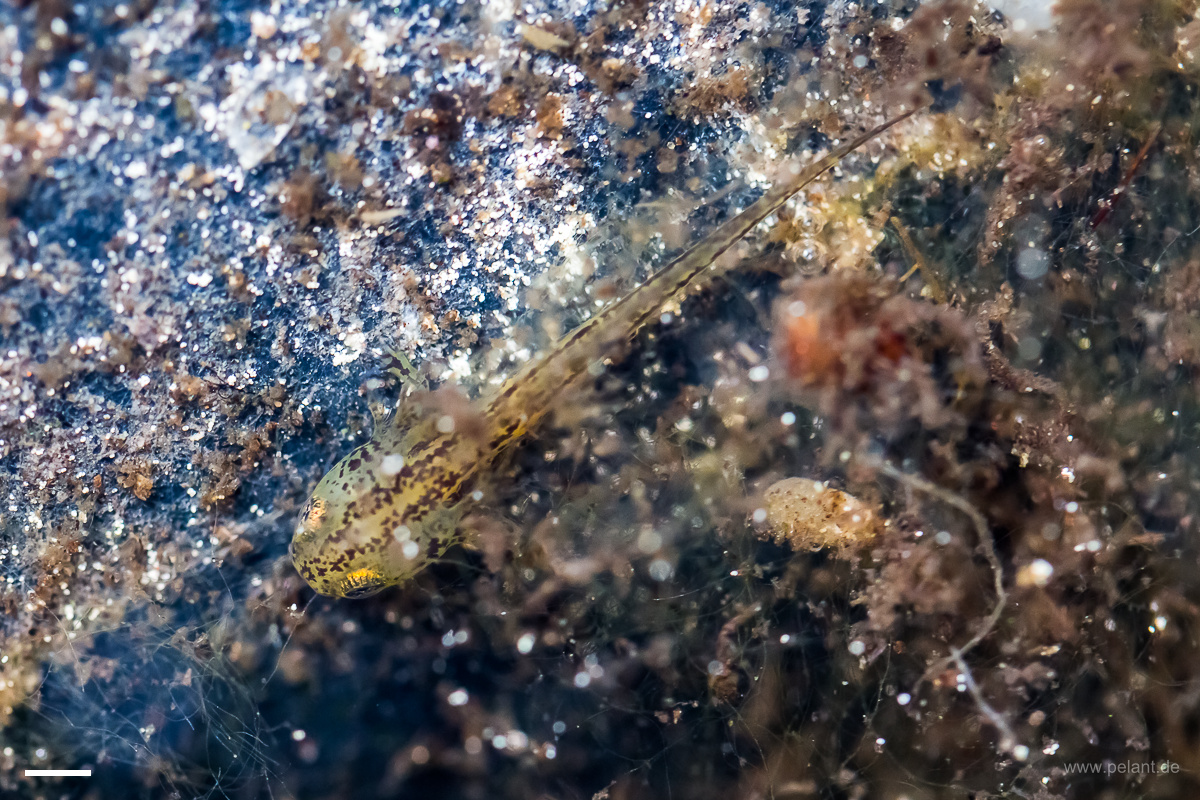 alpine newt larva