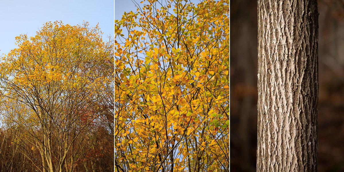 Salix caprea in autumn