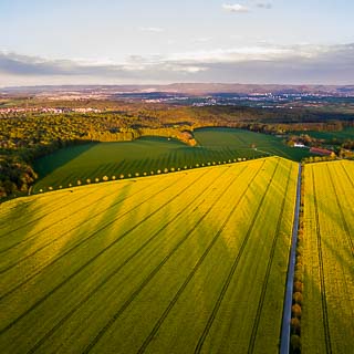 aerial view of flowering rapeseed fields of Einsiedel (Tbingen) in the evening light with long shadows of trees