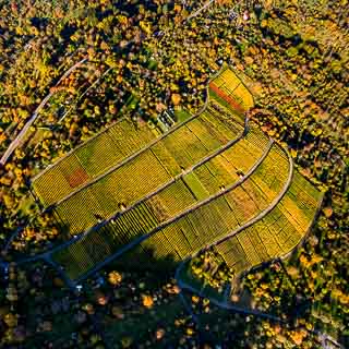 Luftaufnahme des Hinteren Metzinger Weinbergs zwischen herbstlichen Streuobstwiesen
