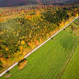 Luftaufnahme eines Wirtschaftswegs am Waldrand des Schnbuchs im Herbst