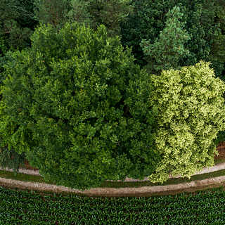 aerial photograph of a flowering lime tree (Tilia) next to an oak at the forest edge