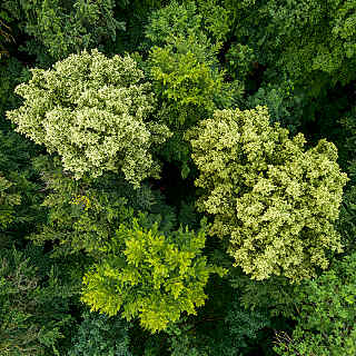 Luftaufnahme der Baumkronen von zwei blhenden Linden im sommergrnen Mischwald