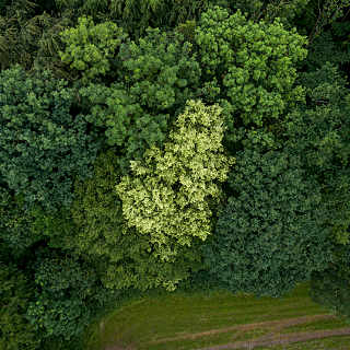 aerial photograph of a flowering lime tree (Tilia spec.) at the forest edge